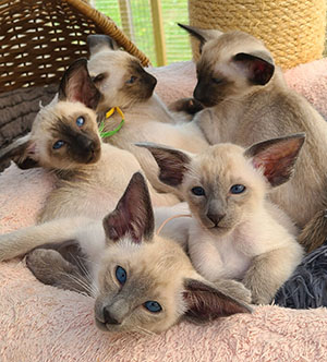 Tzu Kittens